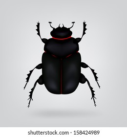 Scarab beetle