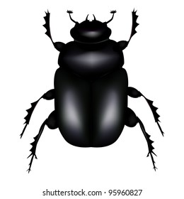 	Scarab beetle