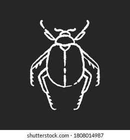 Scarab beetle chalk white icon on black background. Small arthropod, egyptian bug, desert inhabitant. Zoology, entomology, ancient Egypt culture. Dung beetle isolated vector chalkboard illustration