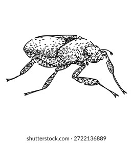 Skarabäus-Käferzeichnung, die eine gewöhnliche Insektenwanze darstellt, mit einem illustrativen handgezeichneten Stil in Schwarz-Weiß, bereit für verschiedene Designanwendungen