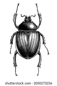 Scarab Beetle hand draw vintage engraving style black and white clipart isolated on white background