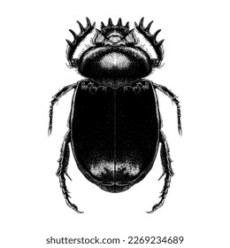 Scarab Beetle hand drawing vector isolated on white background.