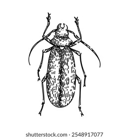 Escarabajo escarabajo dibujado a mano. antenas de caparazón, entomología de élitros, especie de biodiversidad Escarabajo escarabajo Vector boceto. ilustración negra aislada