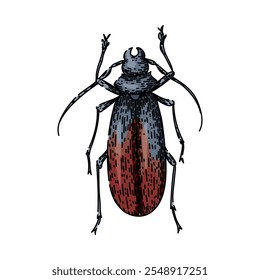 escaravelho escaravelho desenhado à mão. antenas carapaça, entomologia elytra, biodiversidade espécies escaravelho escaravelho vetor esboço.