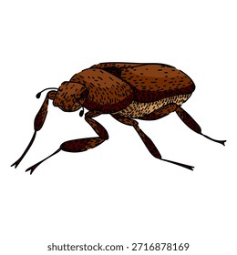 Dibujo de insecto escarabajo escarabajo con cuerpo marrón y textura detallada, aislando el insecto sobre un fondo blanco, que representa la entomología, la agricultura o una plaga común del jardín