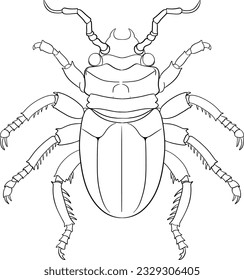 Scarab Beetle Outline for Colouring illustration