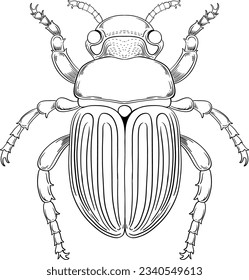 Scarab Beetle Outline for Colouring illustration