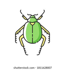 Scarab beetle RGB color icon. Small arthropod, egyptian bug, desert inhabitant. Zoology, entomology, ancient Egypt culture. Dung beetle isolated vector illustration