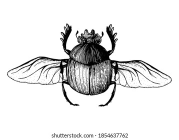 Scarab beetle sketch illustration. Hand drawn. Vintage illustration.