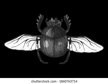 Scarab beetle sketch illustration. Hand drawn. Vintage illustration.