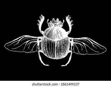 Scarab beetle sketch illustration. Hand drawn. Vintage illustration.
