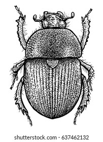 Scarab illustration, engraving, drawing, ink, vector