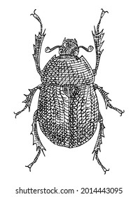 Scarab. Vintage hatching monochrome black illustration. Isolated on white background. Hand drawn ink design