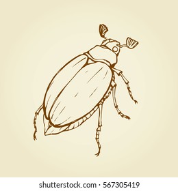 Scarabaeidae Rutelinae isolated on white backdrop. Outline ink hand drawn picture sketchy in scribble retro style pen on paper. Close-up top micro view with space for text