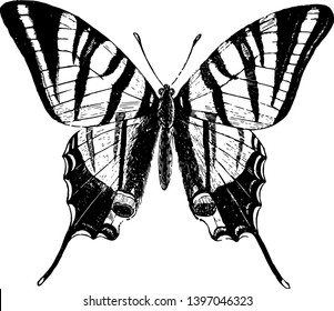 The Scarce Swallow Tailed Butterfly which is not rare in some parts of Europe vintage line drawing or engraving illustration.