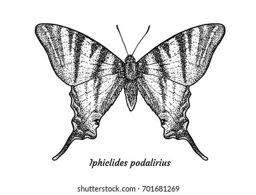 Scarce swallowtail butterfly illustration, drawing, engraving, ink, line art, vector