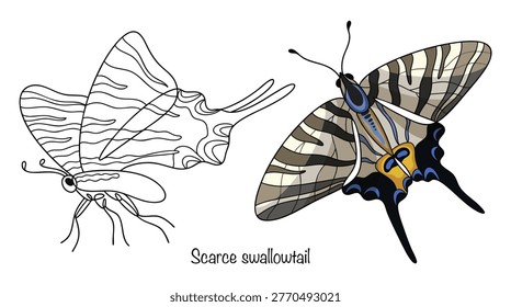 Scarce swallowtail. Two large butterflies with wings crossed by distinct black stripes reminiscent of a tiger pattern, hand-drawn. Isolated vector on a white background.