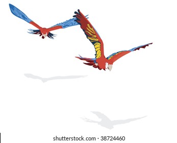 scarlet Ara pair flying