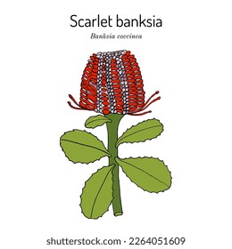 Scarlet banksia (Banksia coccinea), planta ornamental. Ilustración de vector botánico dibujada a mano