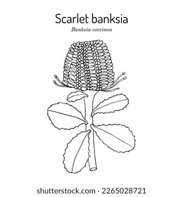 Scarlet banksia (Banksia coccinea), ornamental plant. Hand drawn botanical vector illustration