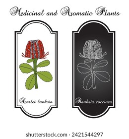 Scarlet banksia (Banksia coccinea), ornamental plant. Hand drawn botanical vector illustration