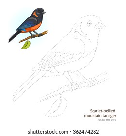 Scarlet bellied mountain tanager learn birds educational game learn to draw vector illustration