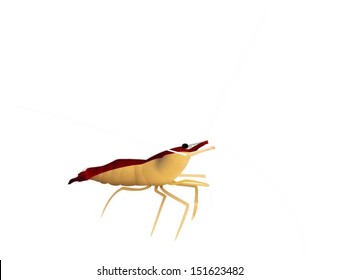 Scarlet Cleaner Shrimp 