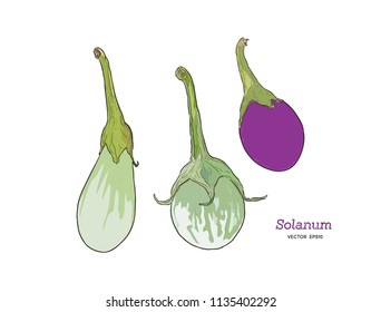 The scarlet eggplant is a fruiting plant of the genus Solanum, related to the tomato and eggplant. Hand drawing of vegetable. Vector art illustration. 