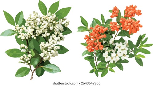 Escarlate espinheiro-fogo Pyracantha coccinea e Clethra alnifolia Pimenta costeira, fundo transparente, ilustração vetorial, arbustos ornamentais, paisagem verde, elementos da natureza.