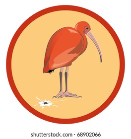 scarlet ibis