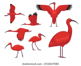 Scarlet Ibis Bird Exotic Varias Poses Personaje de Vector de dibujos animados