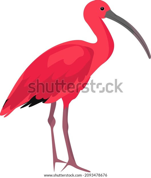 Scarlet ibis bird, illustration, vector on a
white background.