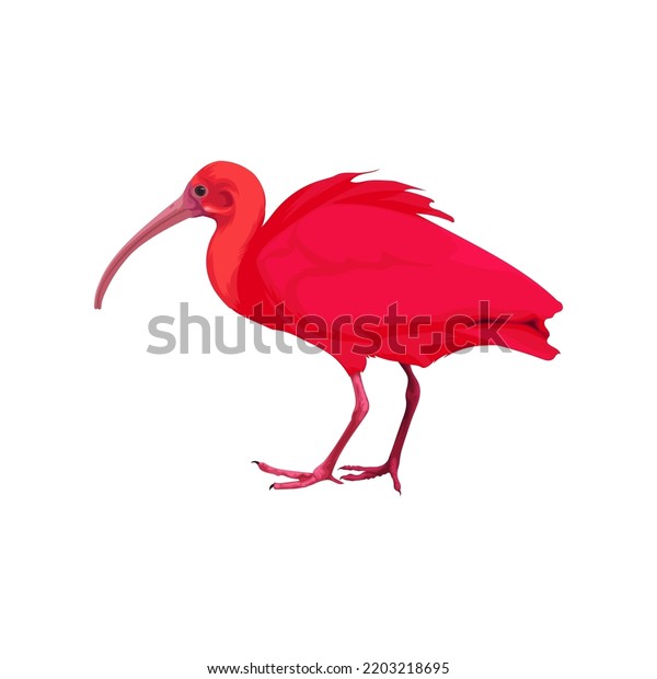 Scarlet Ibis Bird Vector Illustration Stock Vector (Royalty Free ...