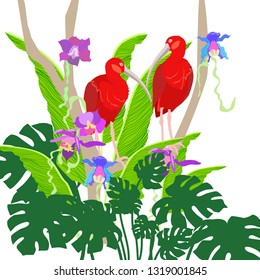 Scarlet ibis couple in tropical rainforest orchids palm leaves vector illustration on white