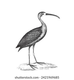Scarlet ibis (Eudocimus ruber). Doodle sketch. Vintage vector illustration.