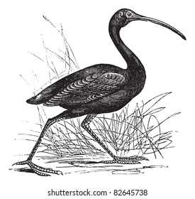 Scarlet Ibis or Eudocimus ruber, vintage engraving. Old engraved illustration of Scarlet Ibis, walking in the meadow.  Trousset encyclopedia (1886 - 1891).