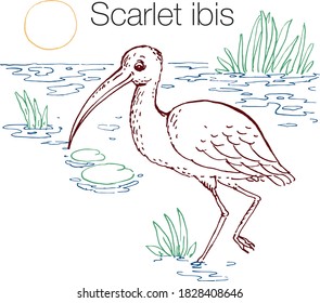 Ibis de escarlata ilustración de vector dibujada a mano. Arte lineal grabado
