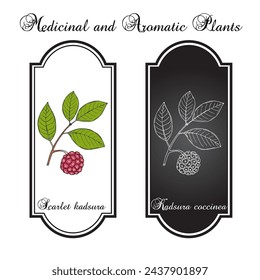 Scarlet kadsura (Kadsura coccinea), edible and medicinal plant. Hand drawn botanical vector illustration