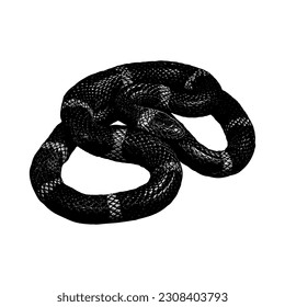 Vector de dibujo de la mano de Scarlet Kingsnake aislado en fondo blanco.