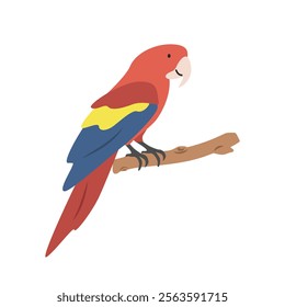 Scarlet macaw cartoon clipart. Colorful parrot macaw vector illustration in flat style. Hand-drawn wild animal concept