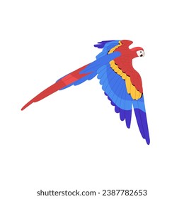 Scarlet macaw flying, spread wings. American rainforest parrot, tropical bird, ara fly in air. Exotic pet, feathered animal. Jungle fauna, nature. Flat isolated vector illustration on white background