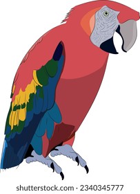 Scarlet macaw full color vector