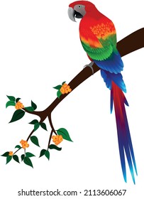 Scarlet macaw Green wing macaw on a flower branch. Vector illustration.