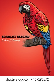 Scarlet macaw parrot