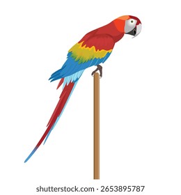 Papagaio-arara-vermelha. Pássaro tropical exótico com penas vermelhas, amarelas e azuis vibrantes. Ilustração vetorial isolada no plano de fundo branco