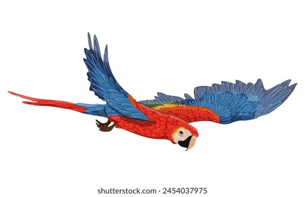 Scarlet macaw parrots flies with its wings spread. Realistic Vector South American and Caribbean Jungle Bird