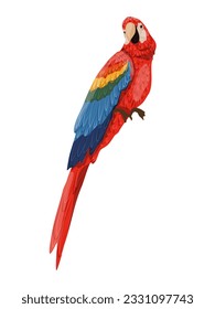 Scarlet macaw parrots. Macaws sit on the branches. Realistic Vector South American and Caribbean Jungle Bird