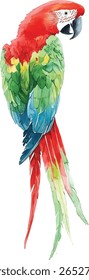 Scarlet Macaw Watercolor Painting - Vibrant Tropical Bird vector illustration