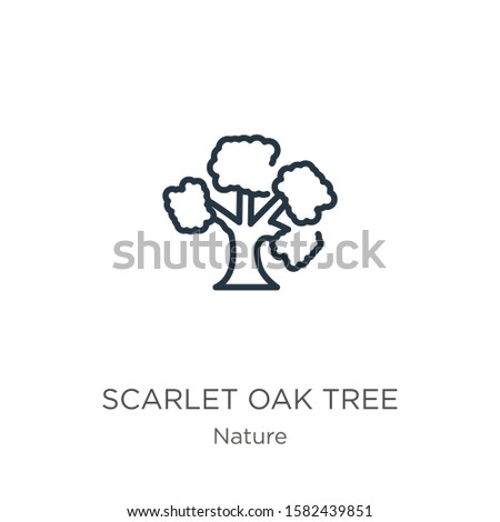 Scarlet oak tree icon. Thin linear scarlet oak tree outline icon isolated on white background from nature collection. Line vector sign, symbol for web and mobile