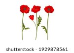 Scarlet Poppy as Herbaceous Flowering Plant on Thin Stem with Green Leaves Vector Set